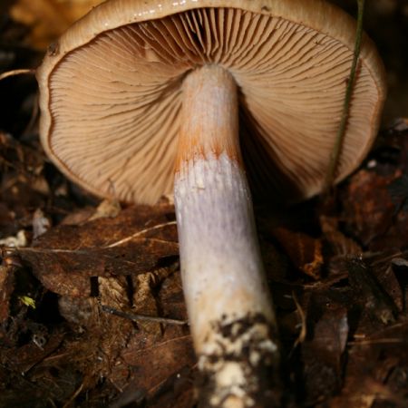 Cortinarius stillatitius